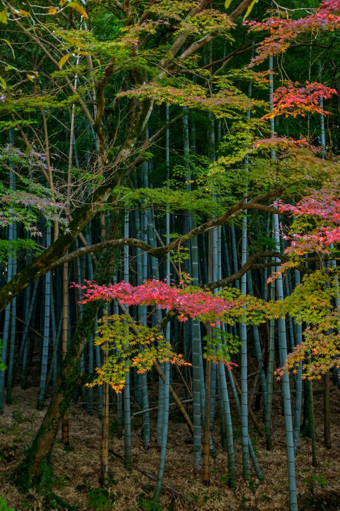 竹林に華やぐ紅