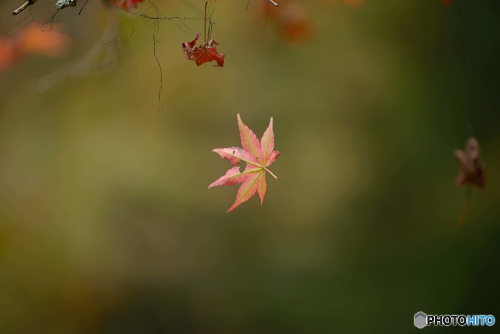 晩秋　３