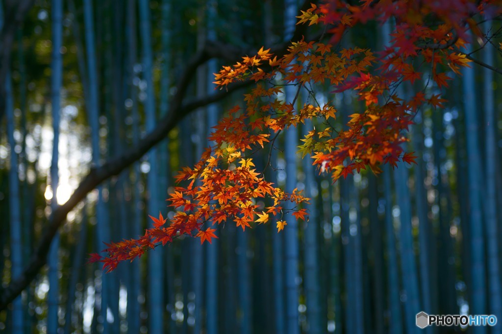 竹林と紅葉