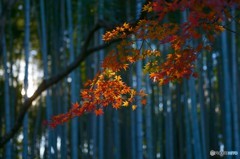 竹林と紅葉