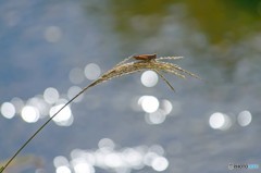 続・里の秋　３
