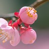 雨あがりの古寺　3