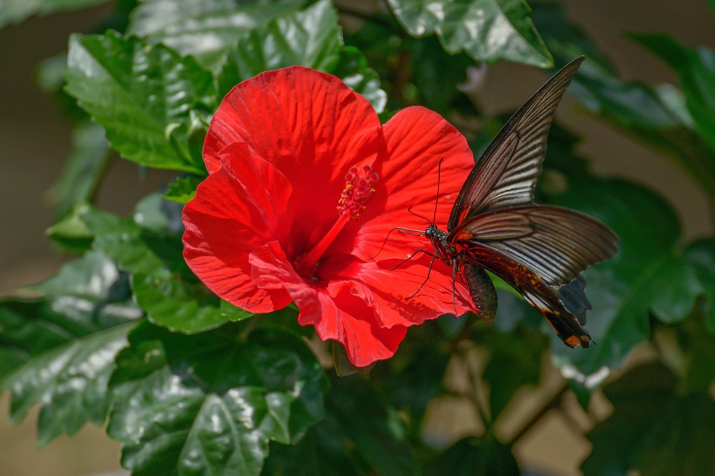 わが家の花々にも･････