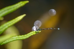 初夏を楽しむ　3完