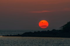 希少種スナメリと夕陽　５完