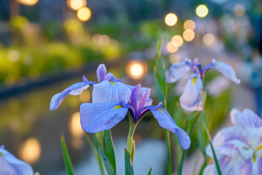 夕暮れ時の花見　３