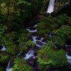新緑の「白糸の滝」　３
