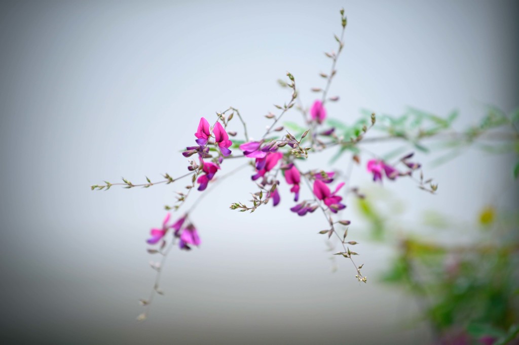 花は秋雨に濡れて････　１