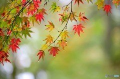 紅葉の兆し　５完