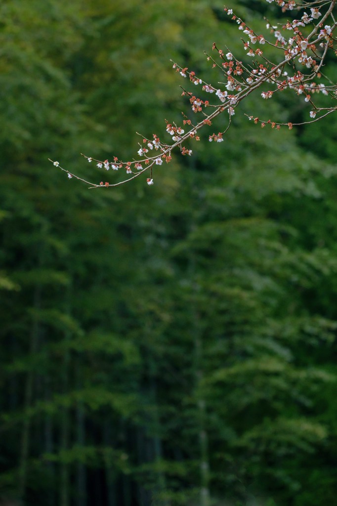 雨上がりの里山道　５完