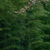 雨上がりの里山道　５完