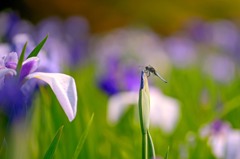 晴天下の花ショウブ　４