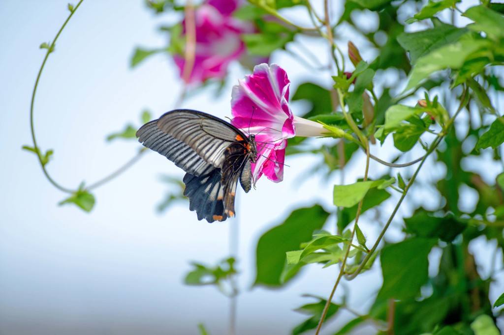 わが家の花々にも･････