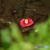 紅い落花
