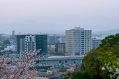 桜色の朝　2