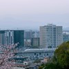 桜色の朝　2