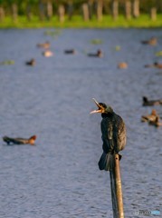 湧水湖で心の洗濯　１