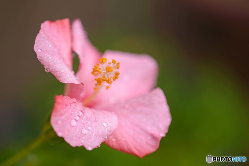 冬の花？？
