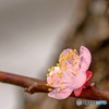 今が盛り