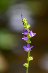 初夏を楽しむ　1
