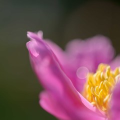 続・初夏に誘われて　２
