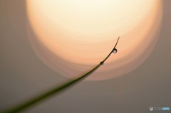 朝の真珠養殖棚　３