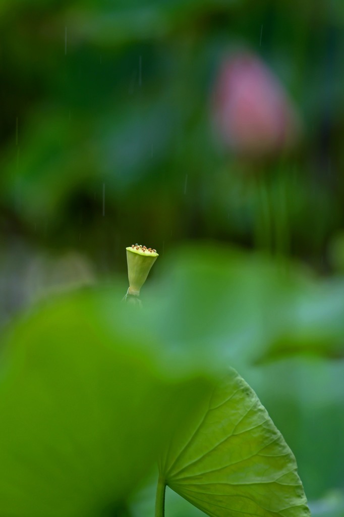 雨の蓮池　３
