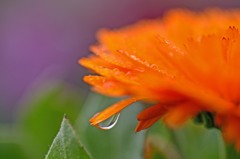 雨の動植物園　５完