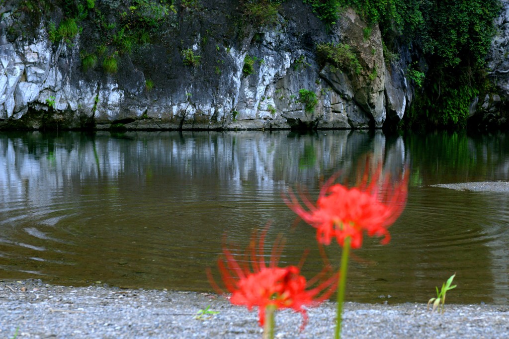 水辺の彼岸花　１