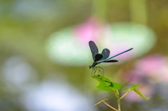 夏の終わりの蓮池　３