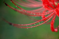 花は秋雨に濡れて････　4完