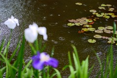 小雨の花ショウブ　１