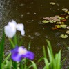 小雨の花ショウブ　１