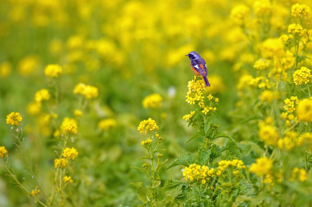 早くも菜の花が･･･　2