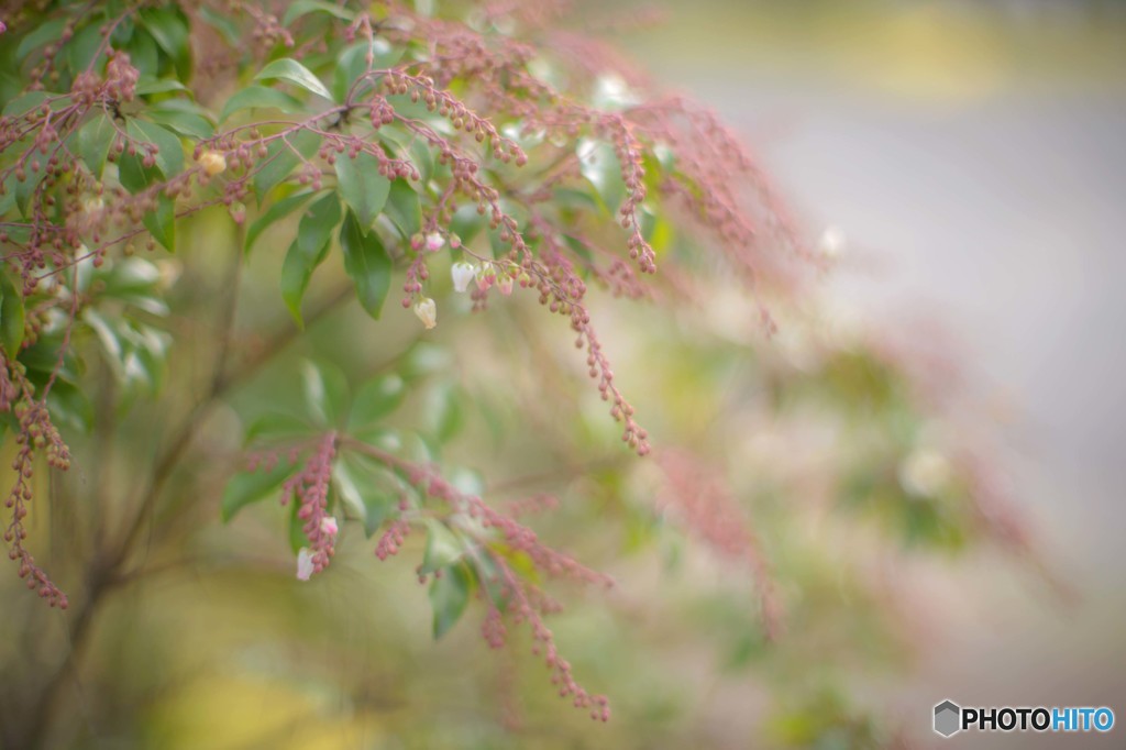 淡き花･･