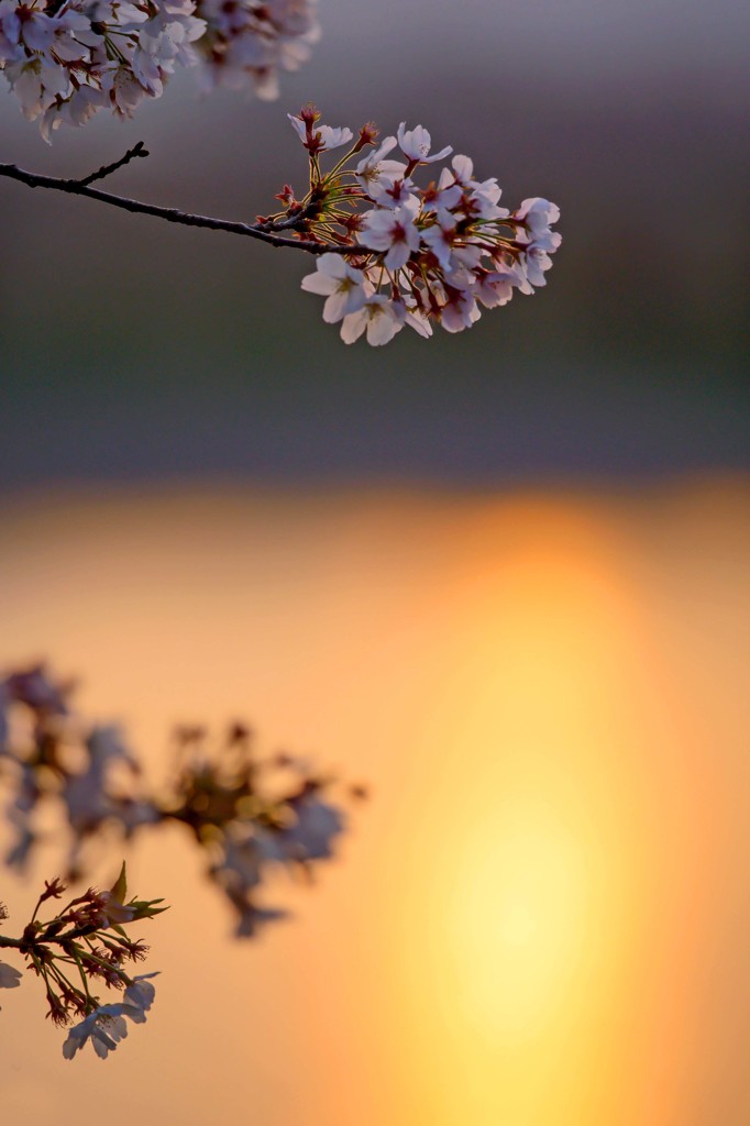 夕陽の光跡