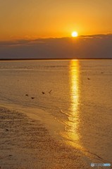 夕陽と水鳥