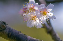 季節は華やかな春へ　１（天草市の西海岸）