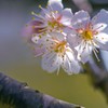 季節は華やかな春へ　１（天草市の西海岸）