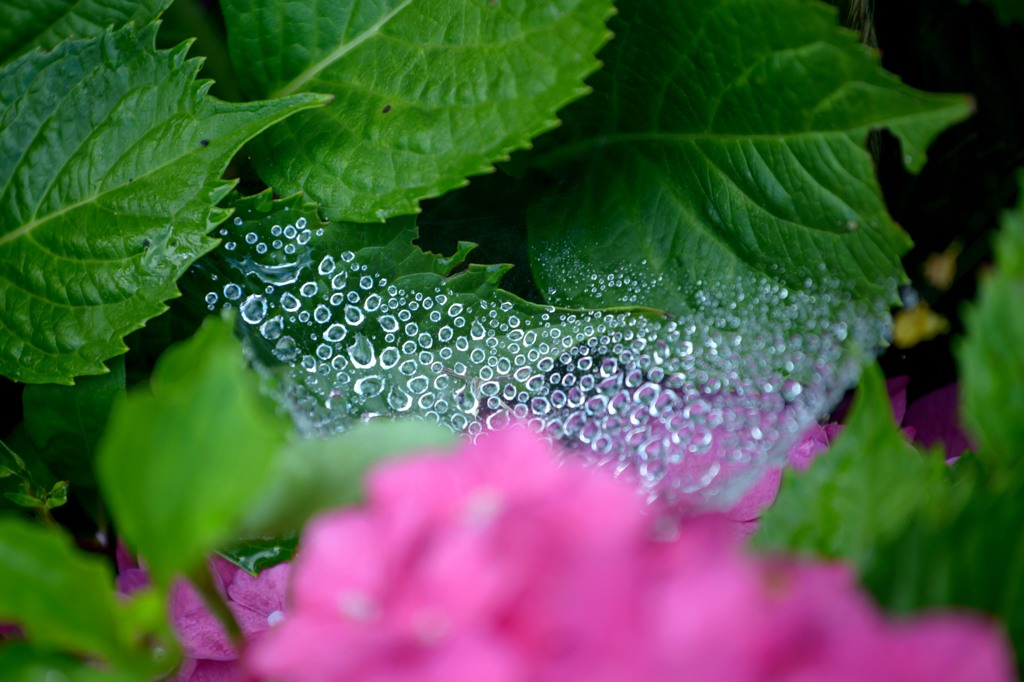 梅雨の晴れ間　２