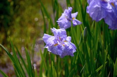 晴天下の花ショウブ　2