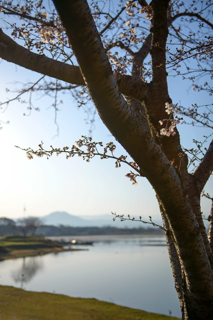 柳や桜に旬の趣き　４完