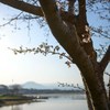 柳や桜に旬の趣き　４完