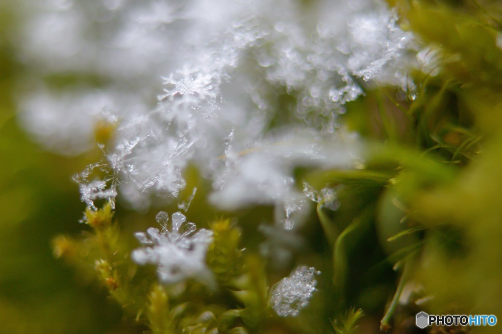 雪印