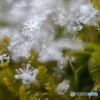 雪印