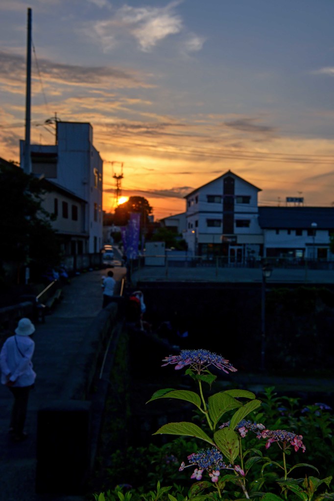 夕暮れ時の花見　２