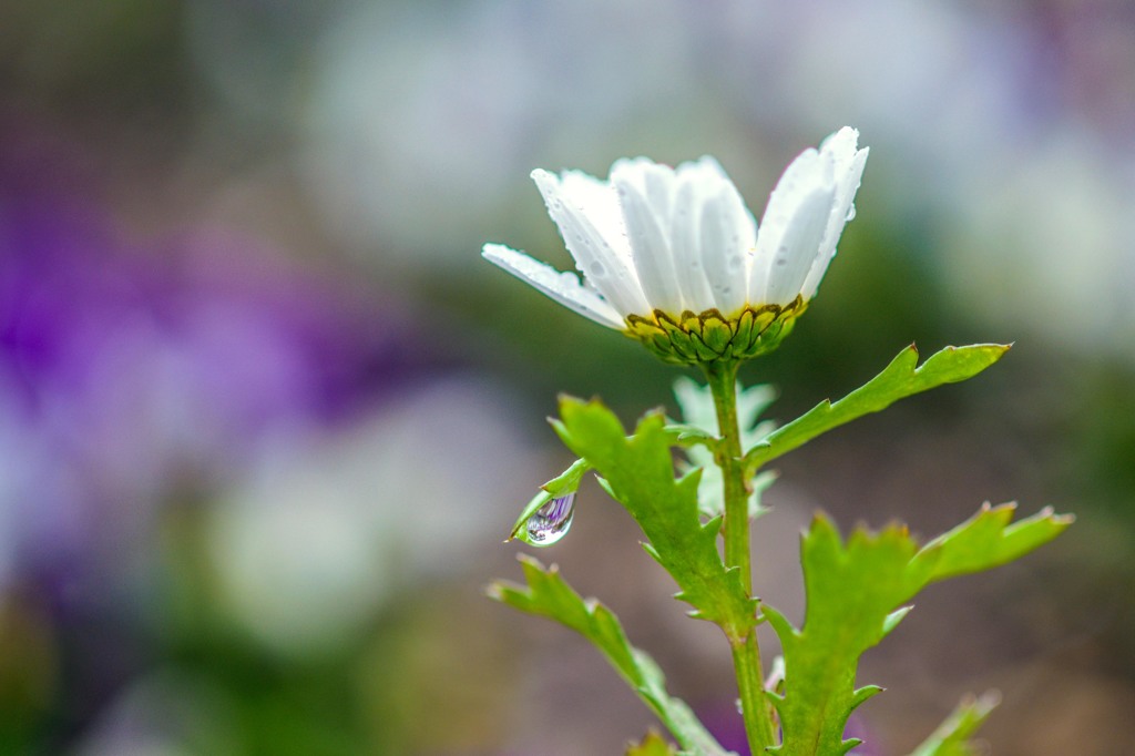 雨の動植物園　３