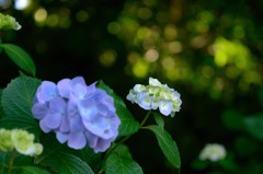 梅雨期は花盛り　４完