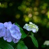 梅雨期は花盛り　４完