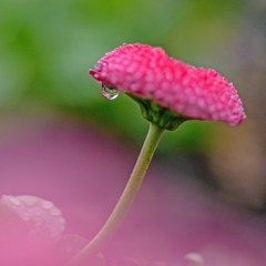 雨の動植物園　１